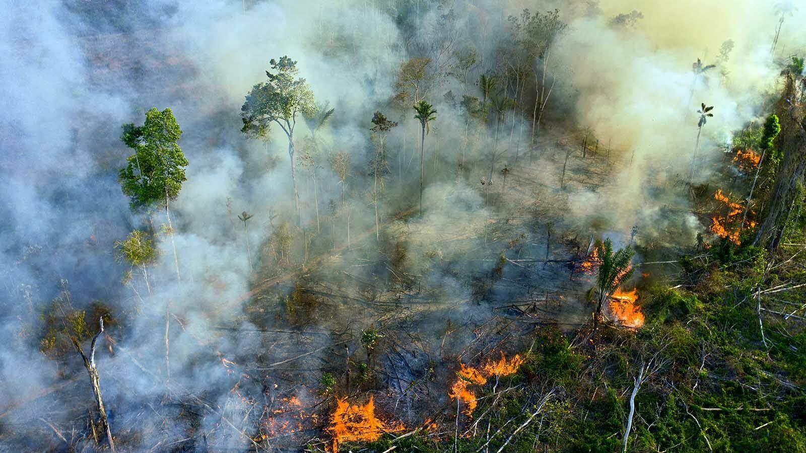 Стихийное бедствие в Амазонии: в лесных пожарах сгорают «легкие планеты»