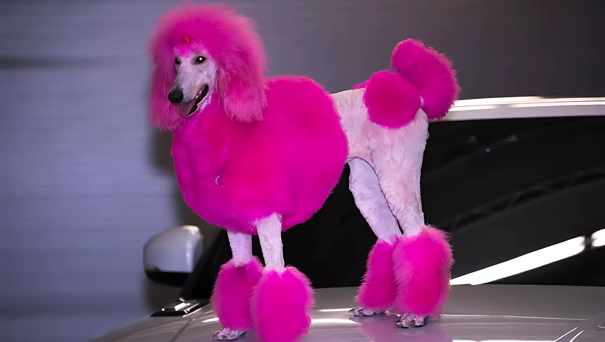 Собачье счастье в розовом