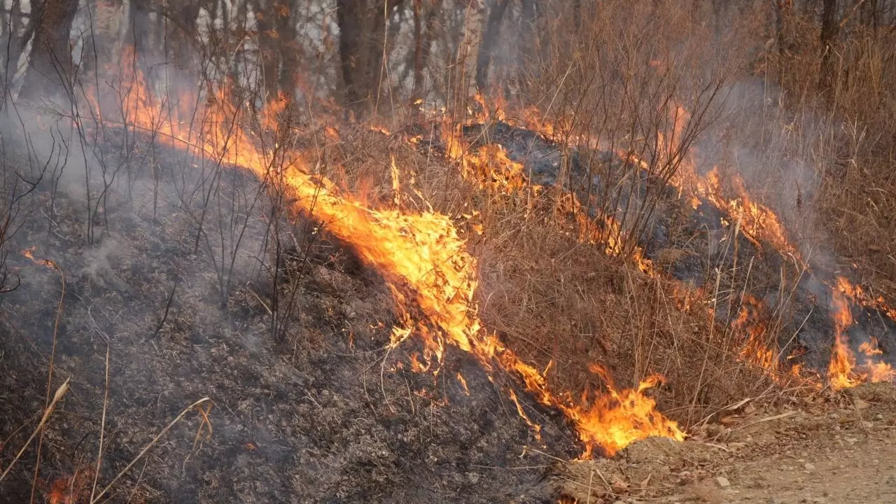 Возгорание сухой травы в Приморье, апрель 2023