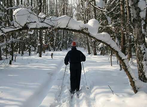 Ученые назвали лыжные прогулки самым полезным зимним спортом
