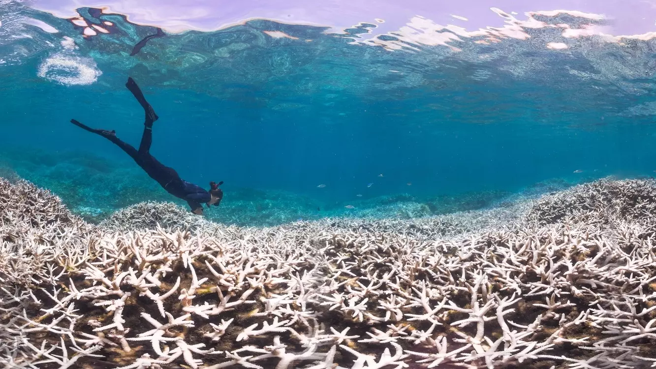 Вымирание кораллов может затронуть до 40% всех рифов мирового океана
