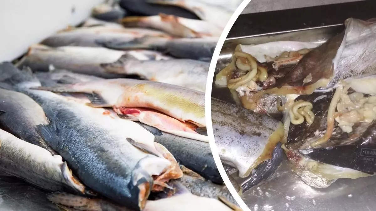 Врачи утверждают, что червивая рыба опасности для здоровья не представляет