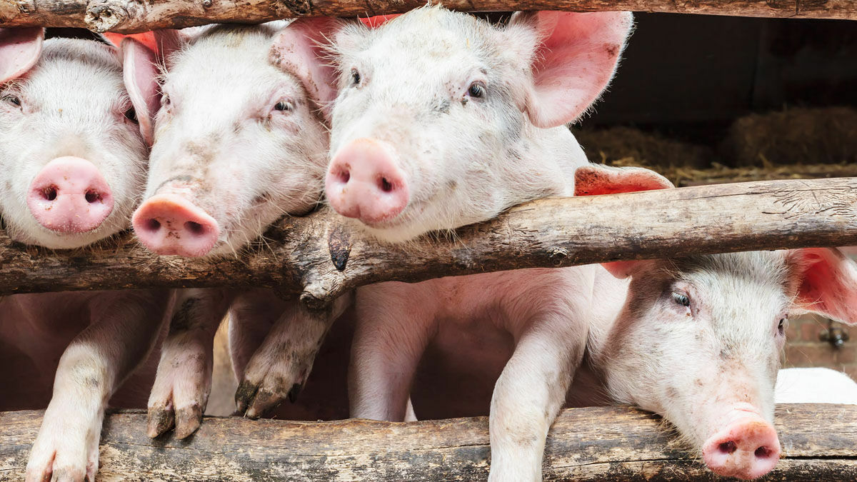 Зал берлинской выставки "Зеленая неделя" закрыли из-за российской свинины