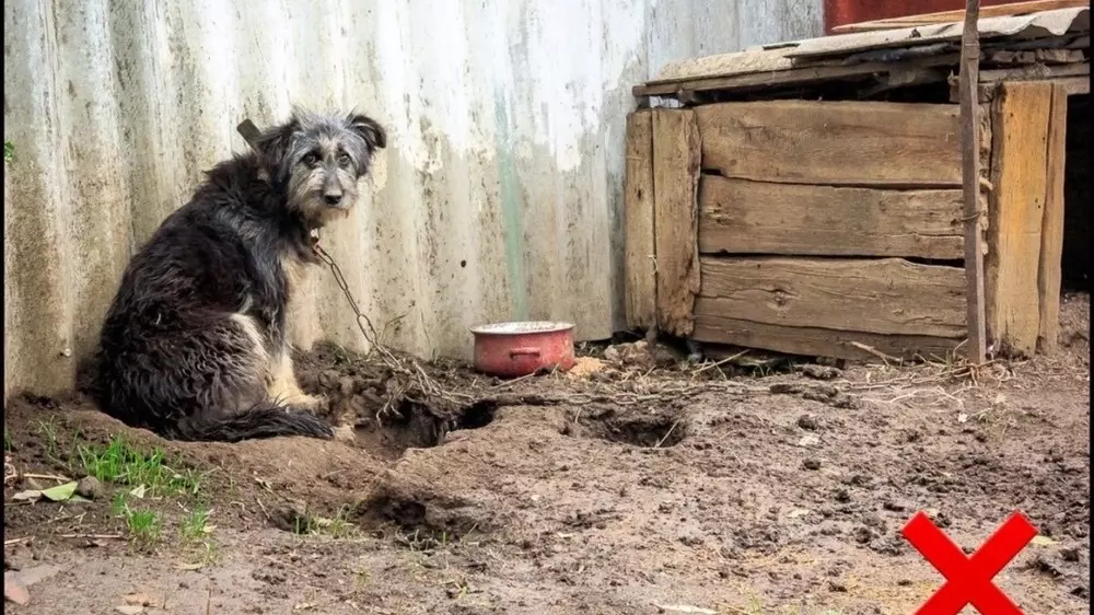 Содержания собак на цепи — позорная «традиция» сельских жителей