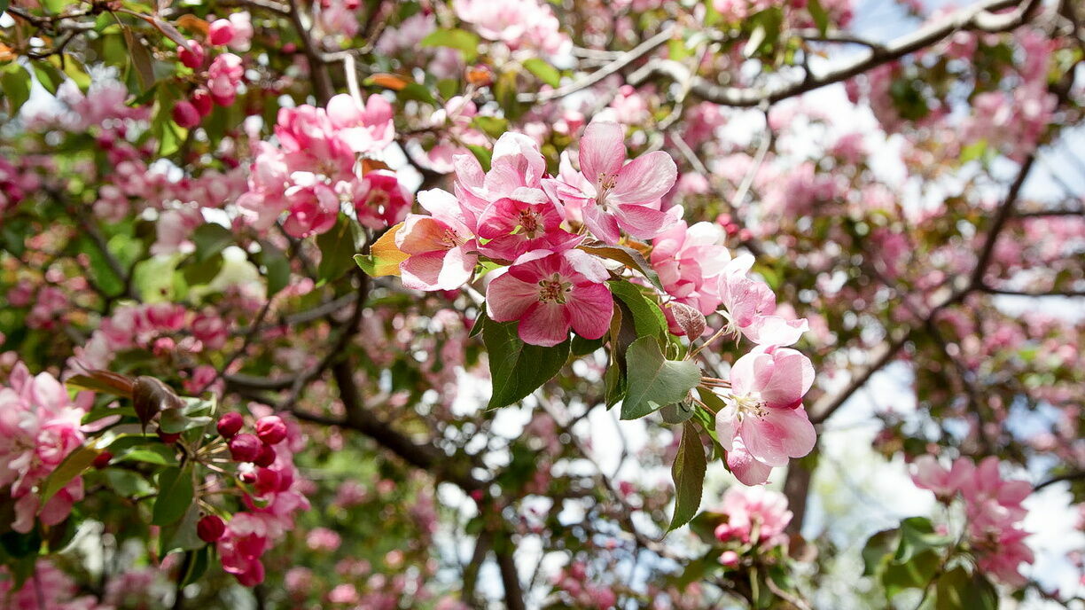Аномально теплая погода в Сочи привела к раннему цветению яблонь и груш