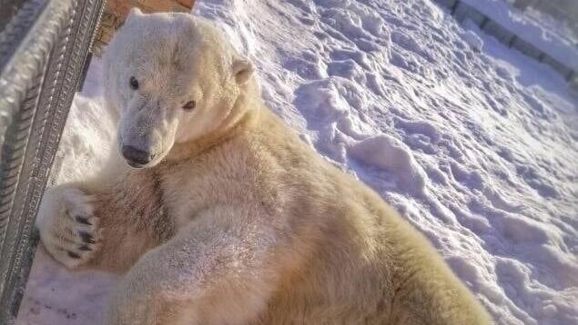 Белая медведица утонула в омском зоопарке