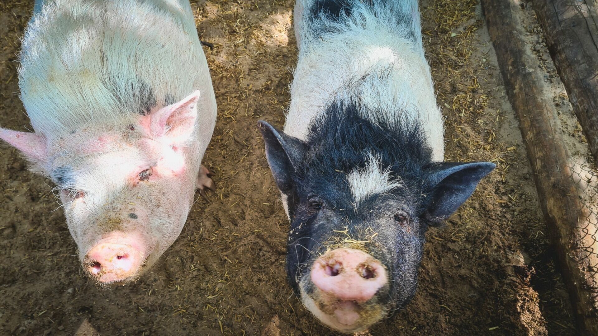 В Ростовской области обнаружили очаг африканской чумы свиней у диких кабанов