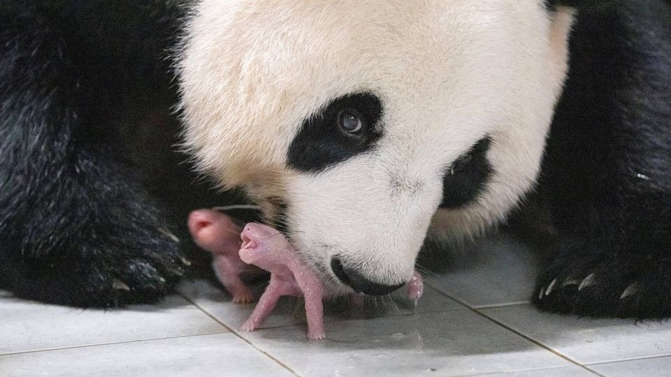 Фото дня: гигантская панда родила двойню в южнокорейском зоопарке