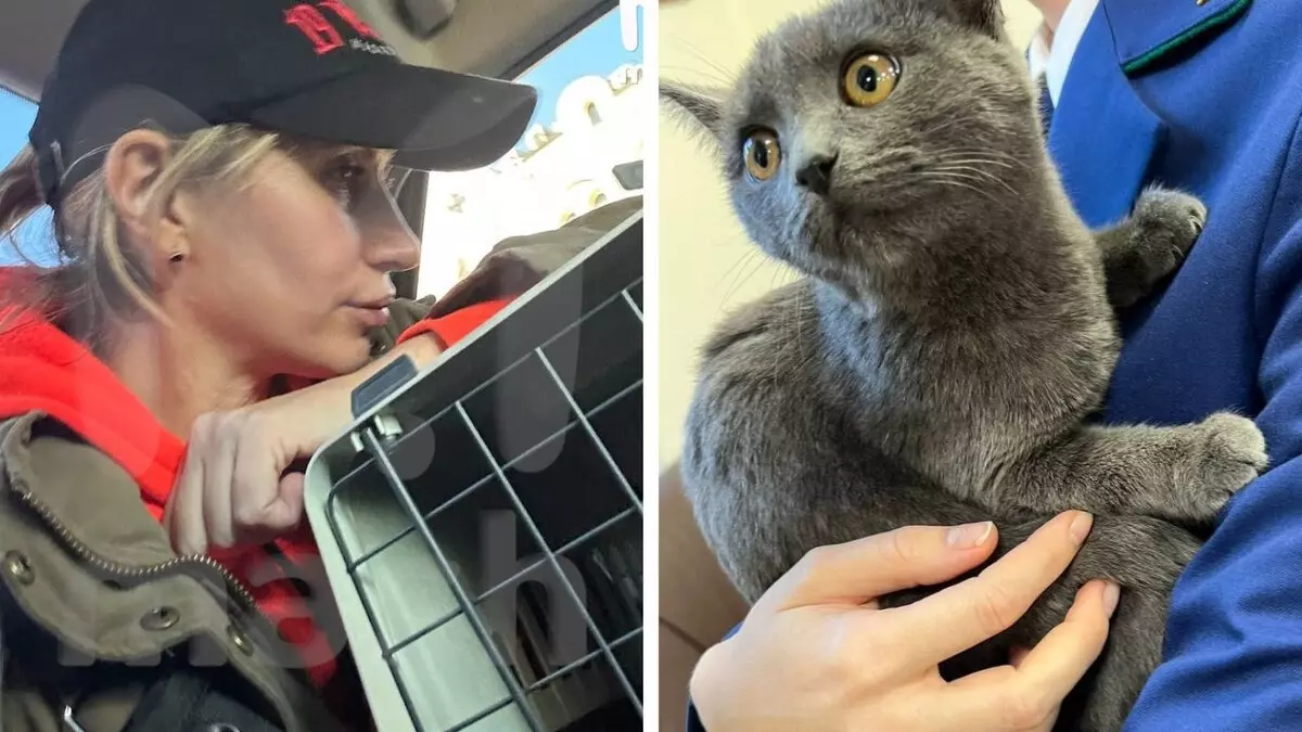 Кот раздора: зоозащитницу, которая хотела взять спасенное животное, оштрафовали