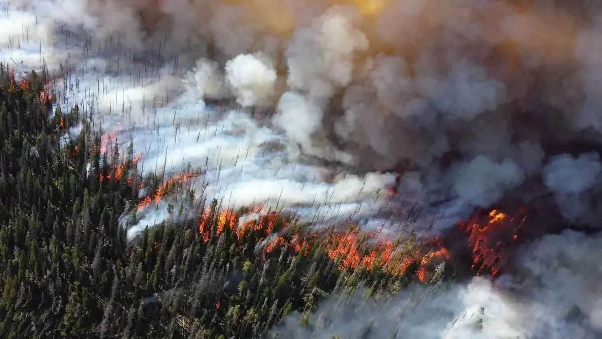 Лесной пожар с верхней точки, почва закрыта дымом от солнечных лучей