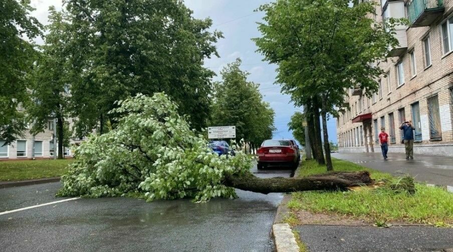 В Санкт-Петербурге за выходные штормовой ветер повалил более двухсот деревьев