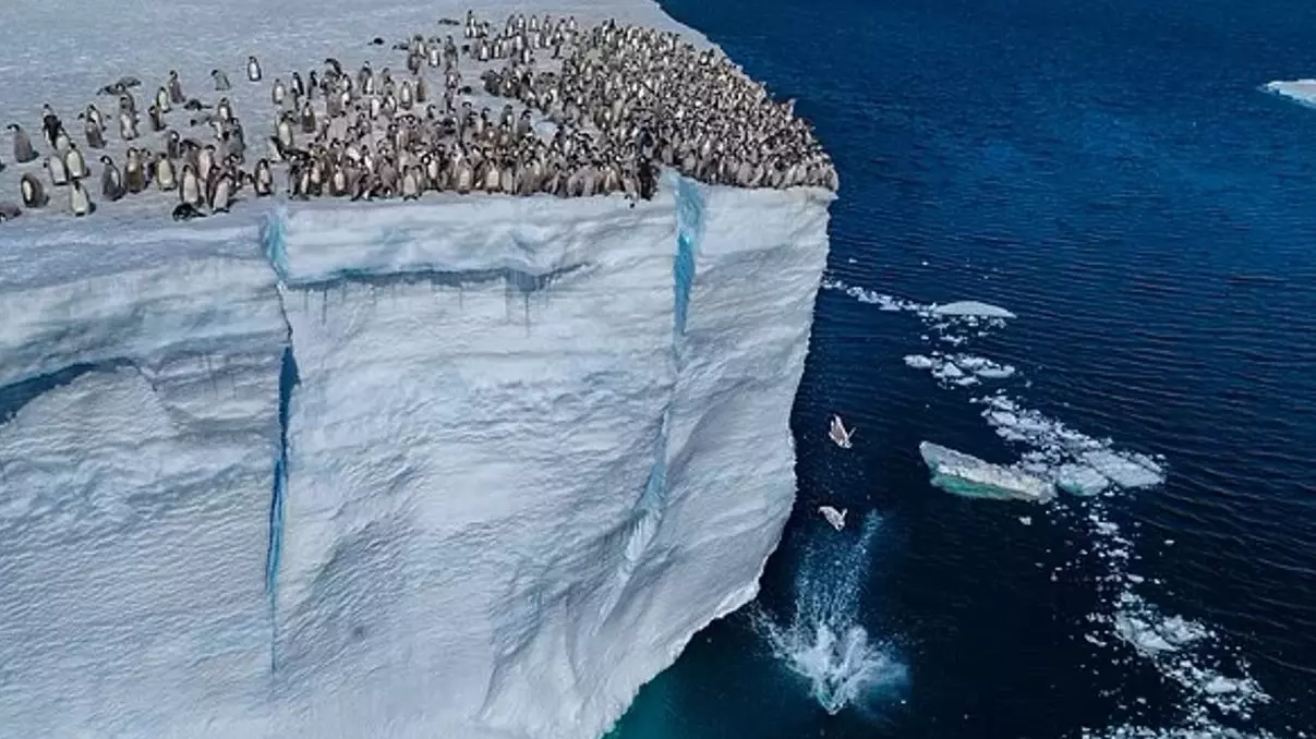 National Geographic представляет редчайшее видео из жизни пингвинов