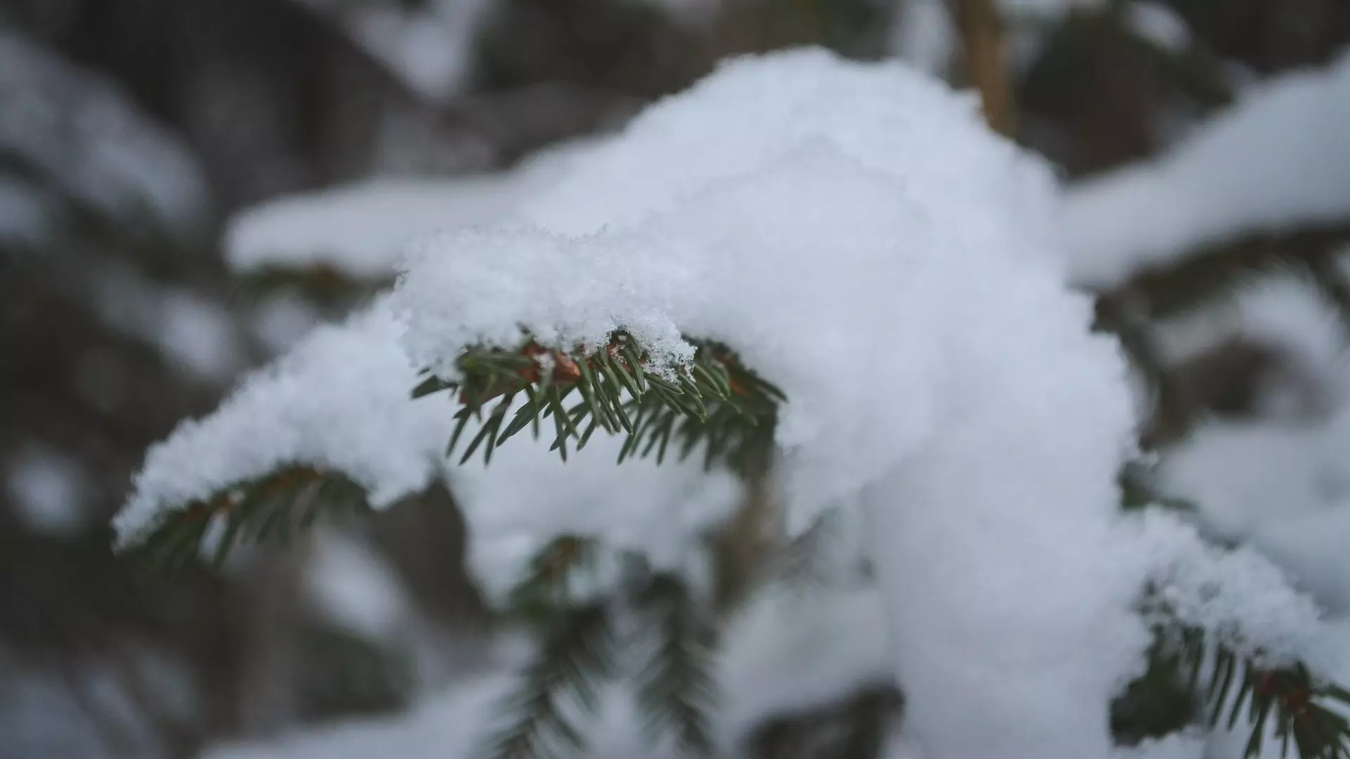 В Москве третий день подряд фиксируют новый снежный рекорд