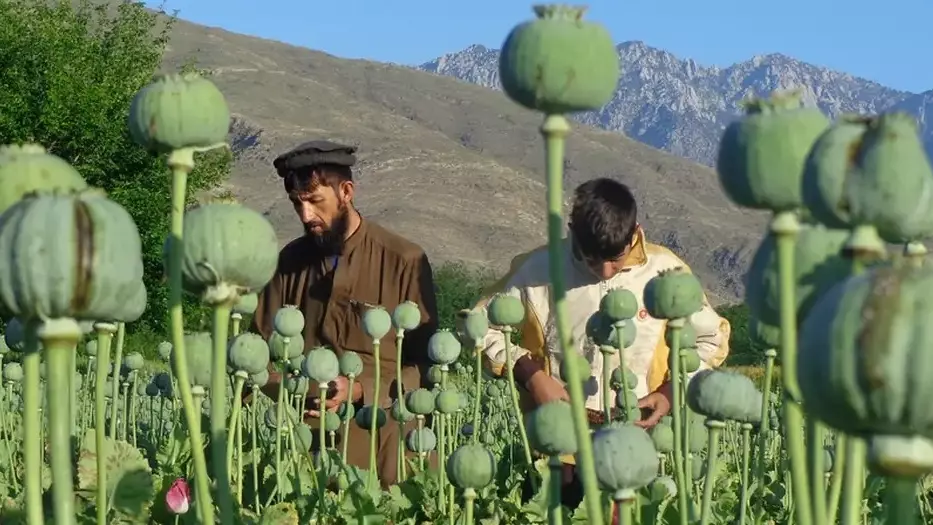 Проклятие Афганистана — опийный мак