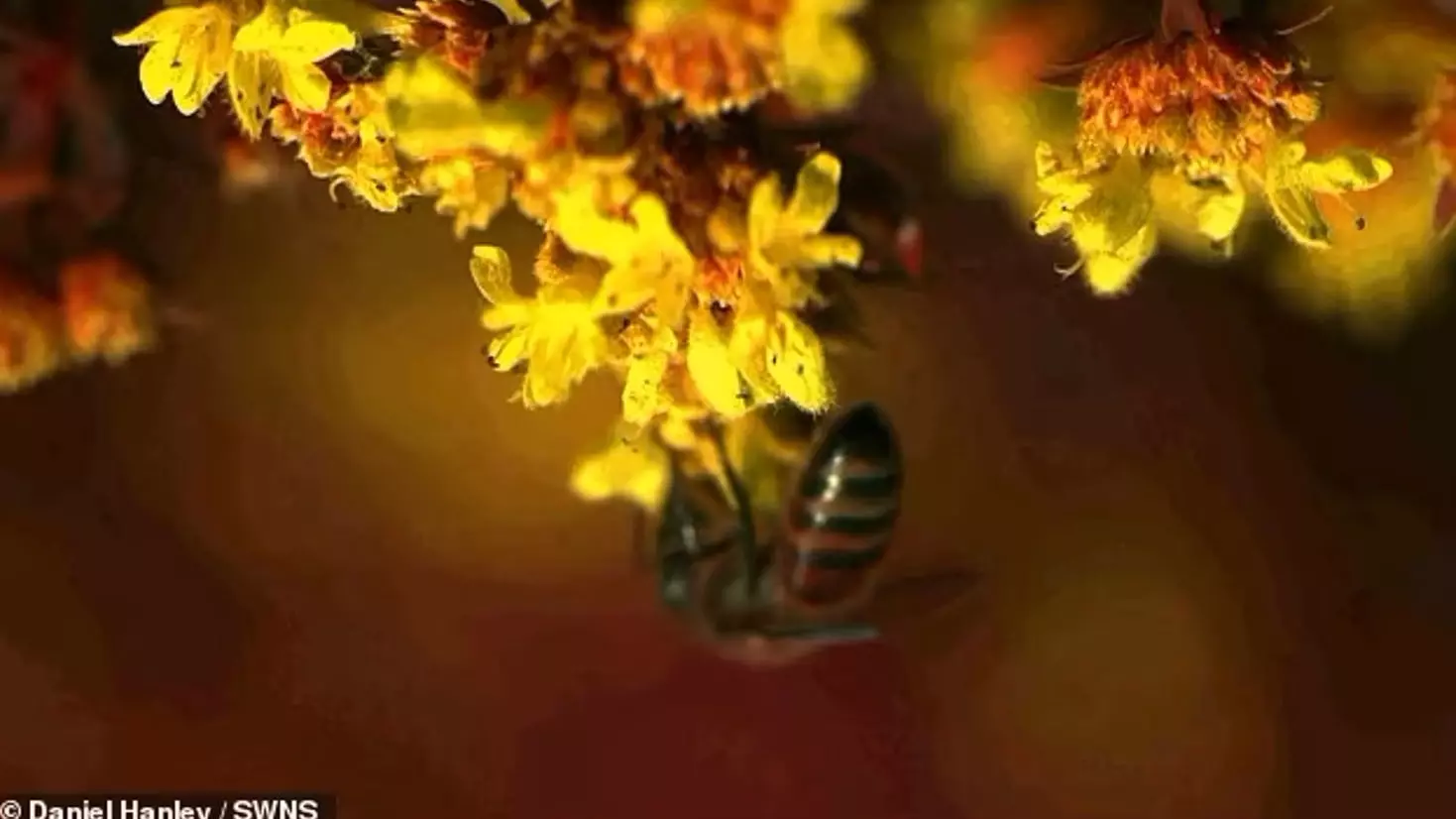 Как видят цветы пчелы