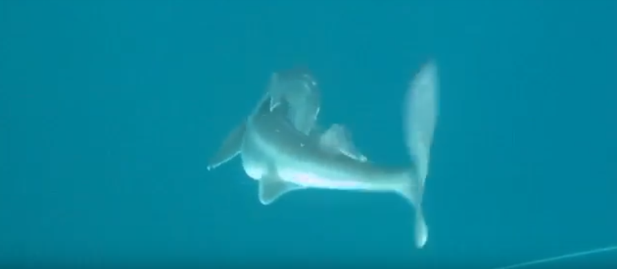 Встречу с акулой снял на видео приморец