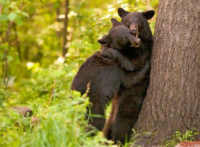 В России создали первый приют для медведей