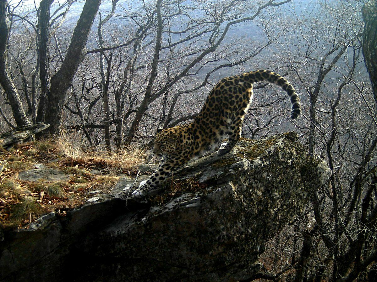 Дальневосточные леопарды уходят из России в Китай