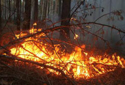 МЧС: чрезвычайная ситуация с лесными пожарами возникла из-за начала посевной