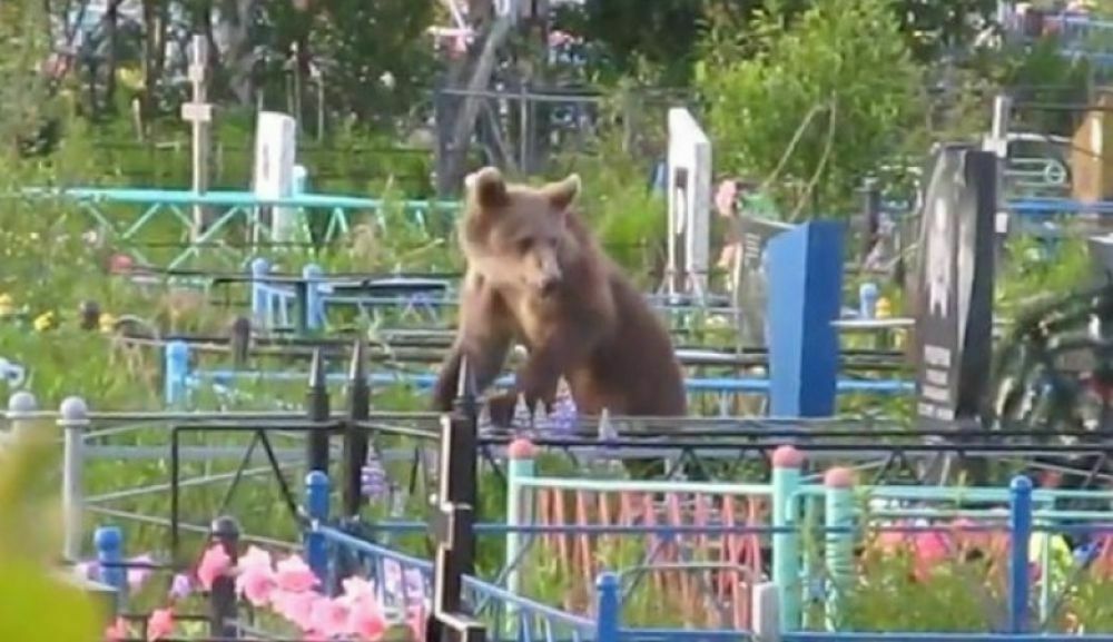 В Карелии охотятся за медведем, раскапывающим могилы