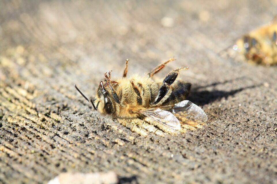 В ряде регионов России отмечают массовую гибель пчел