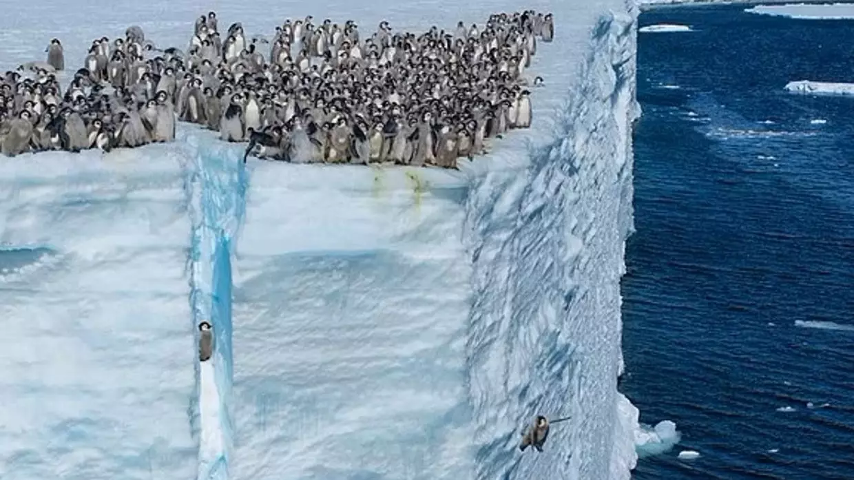 National Geographic сняла, как сотни пингвинов впервые прыгает в океан с отвесной скалы