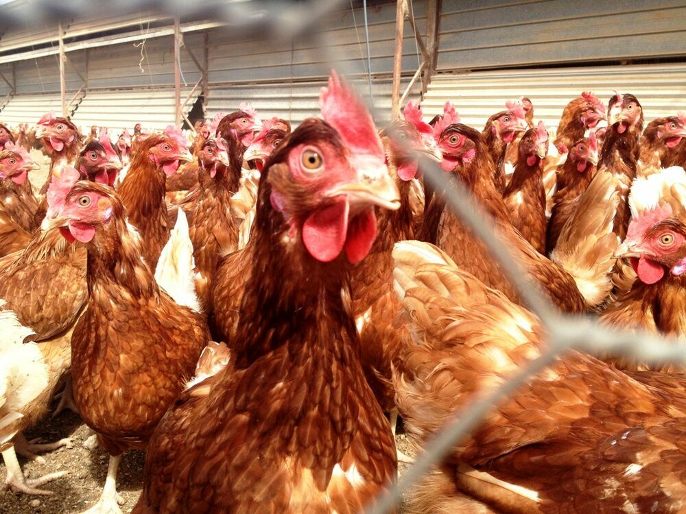 Малайзия прекращает поставки более 3,5 млн. цыплят на мировой рынок