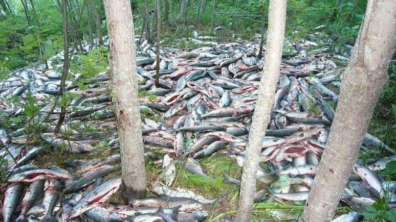 Экологи обнаружили на юге Сахалина брошенные браконьерами могильники горбуши