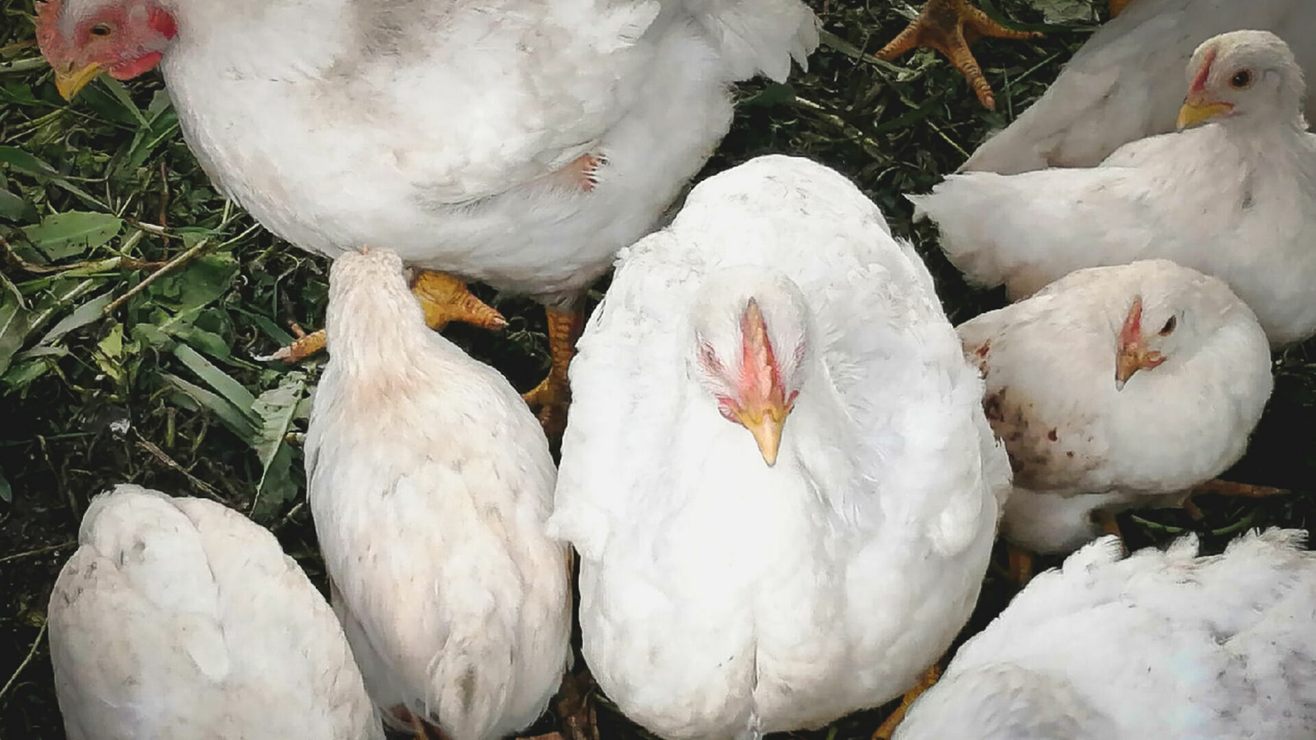 Свыше 10 тыс. птиц погибли при пожаре на птицефабрике в Ростовской области