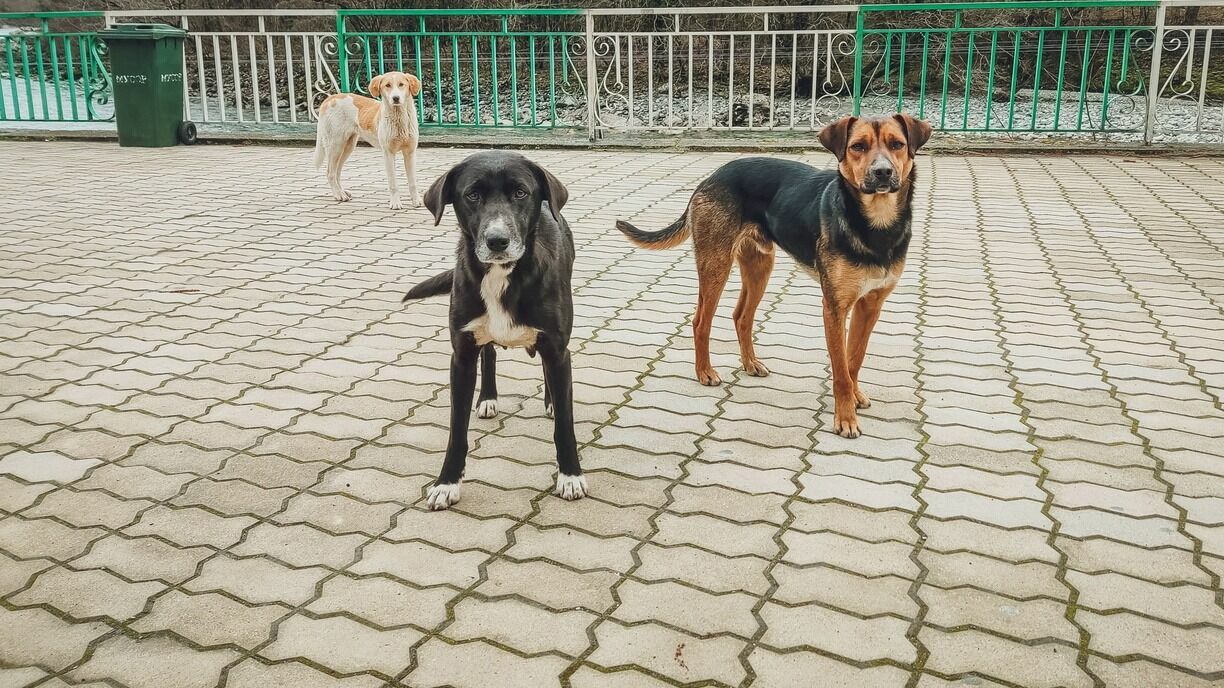 В муниципалитете Приморского края ввели режим ЧС из-за бродячих собак