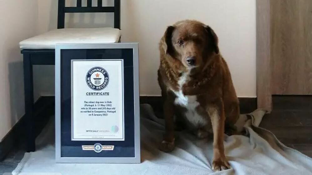 Пес Боби попал в Книгу рекордов Гиннесса как самая долгоживущая собака в истории