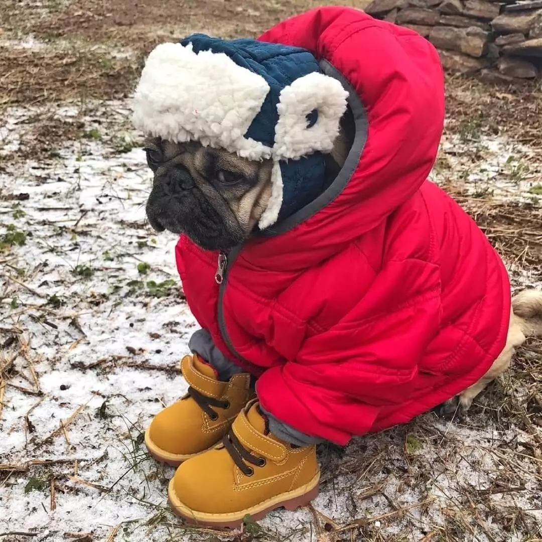 На прогулку в мороз собаку лучше выводить в утепленном комбинезоне и защитной обуви. Комбинезон защитит животное от переохлаждения, а обувь — от соли и реагентов
