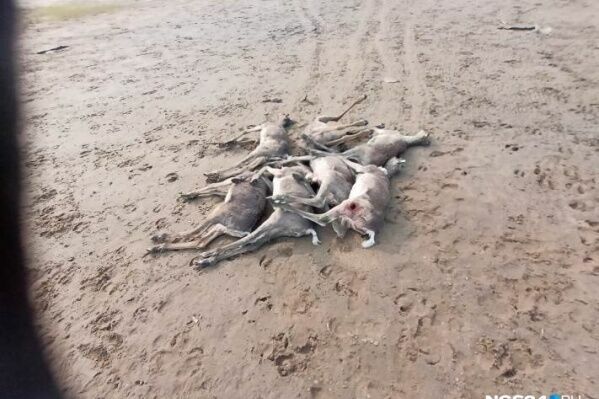 Десятки туш убитых оленей обнаружили в Красноярском крае