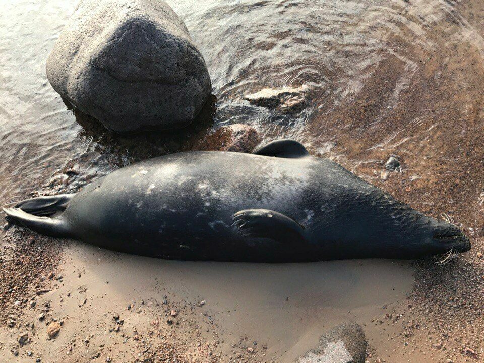 Битва за улов: рыбаки на Финском заливе  рубят тюленей топорами