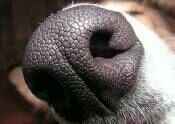 В Китае появилось приложение для распознавания собак по отпечатку носа