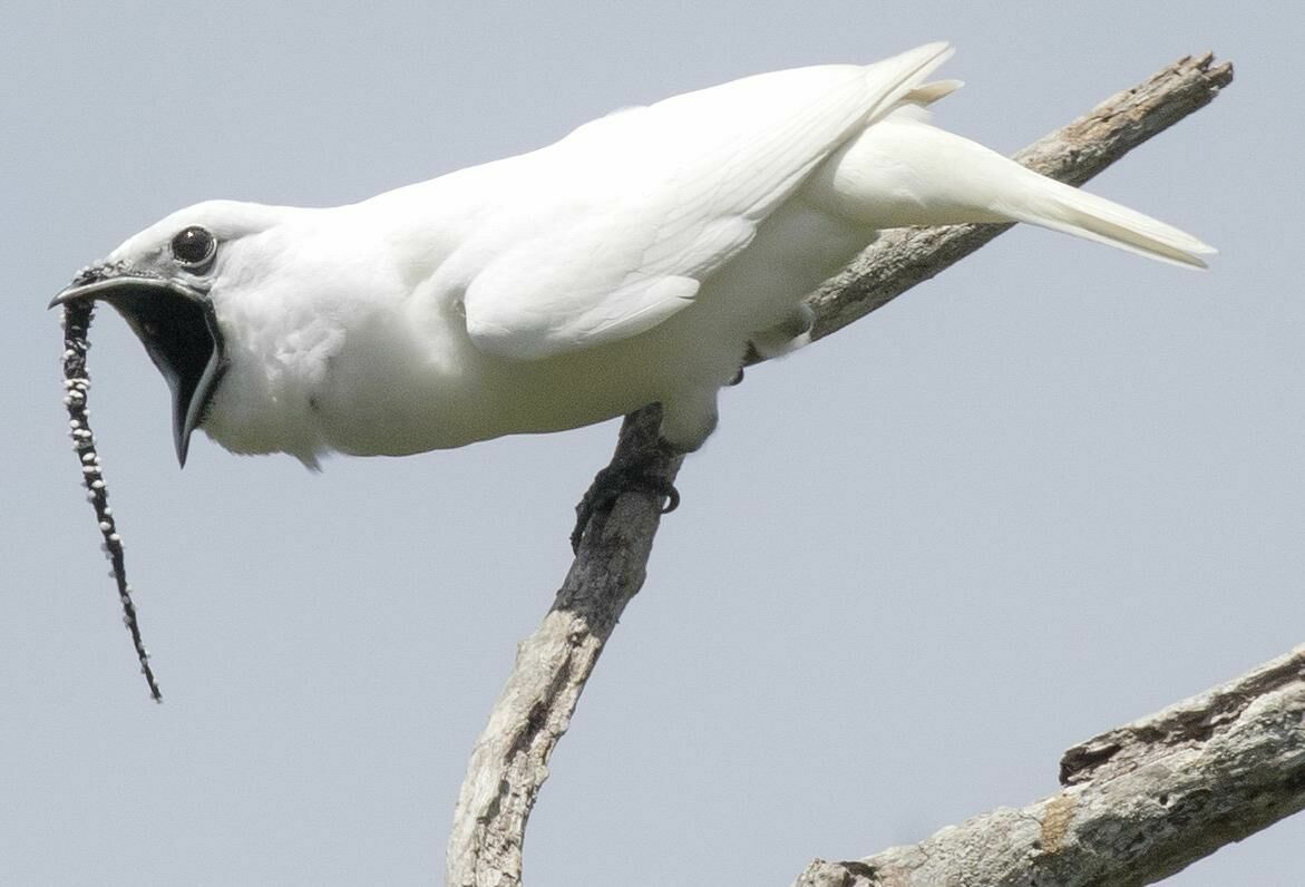 Видео: в дебрях Амазонки нашли самую громкую птицу в мире