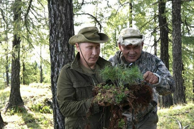Владимир Путин и Сергей Шойгу спасли во время отдыха сибирскую сосну