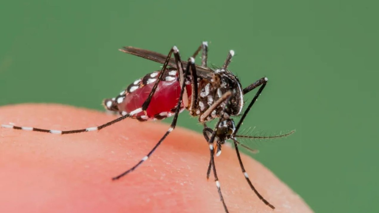 Европа в тревоге: комар-переносчик лихорадки Денге уже поселился в Италии