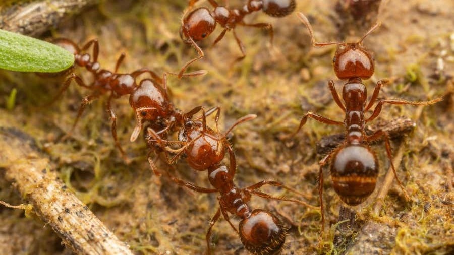Ядовиты и агрессивны: американские красные огненные муравьи угрожают Европе