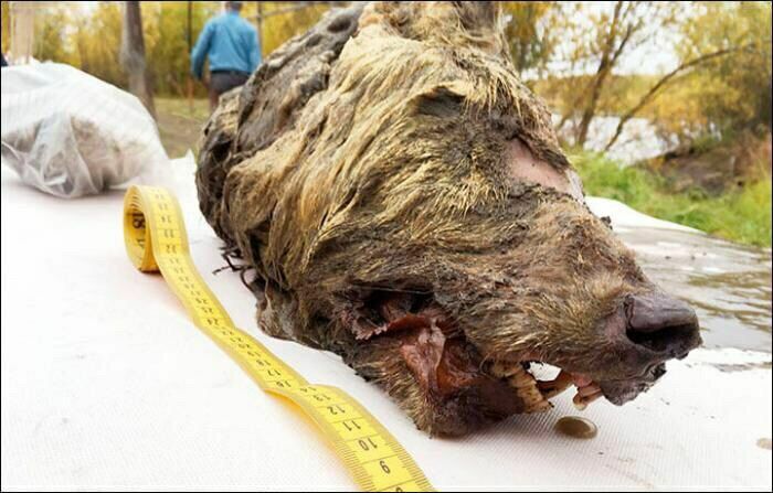 В Сибири нашли голову гигантского волка