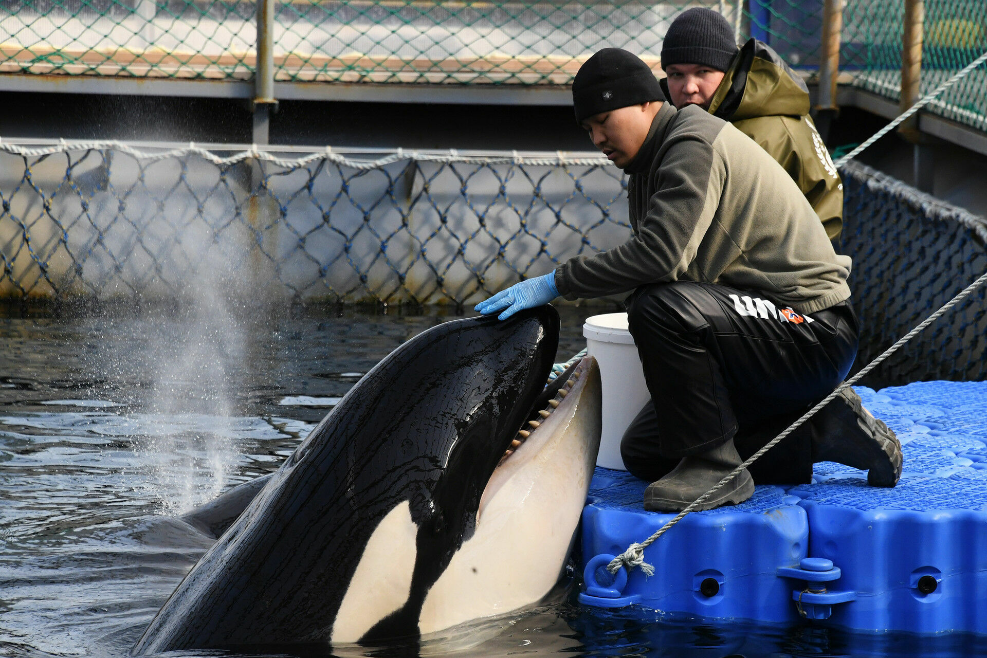 Вопрос на миллион долларов: почему до сих пор киты не отпущены на волю