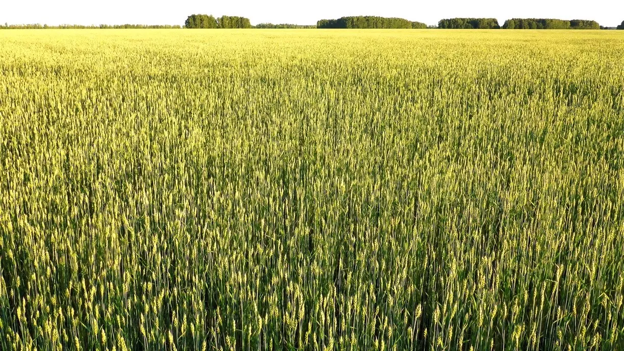 Виды на урожай зерновых в этом году ниже, чем в 2023