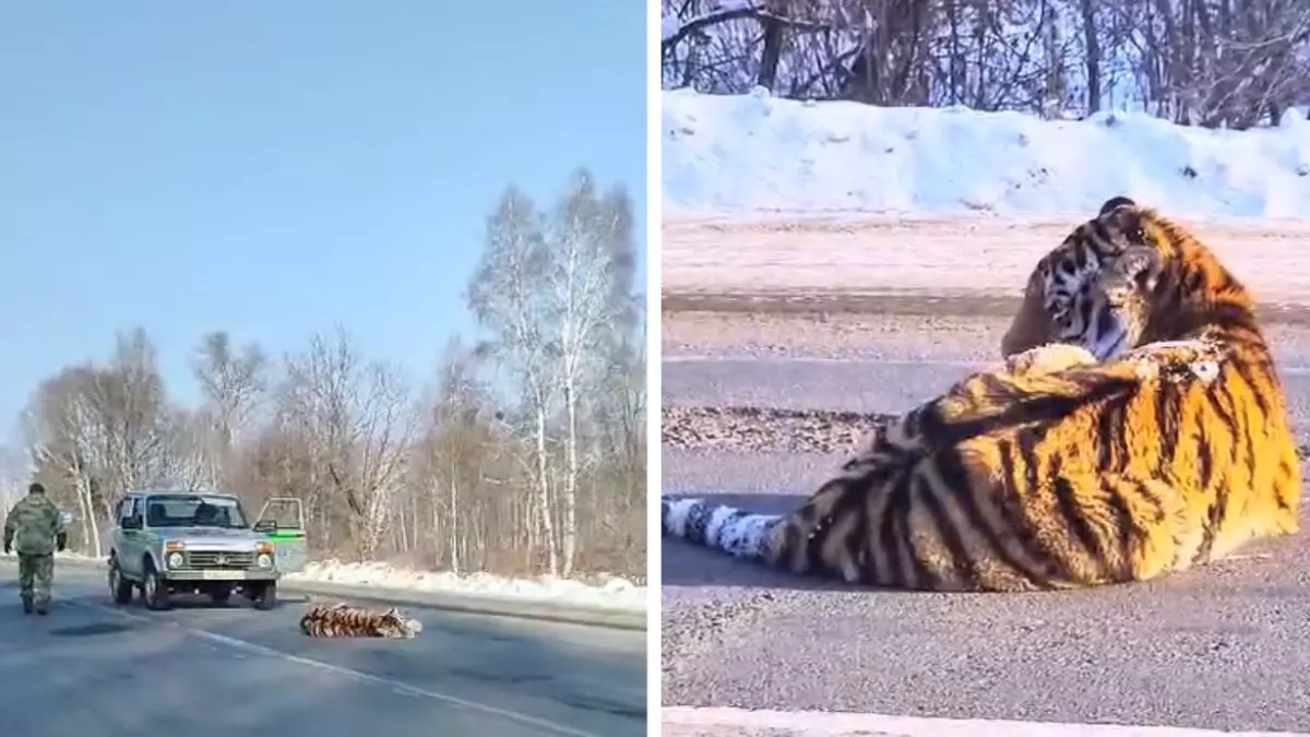 В Хабаровском крае машина сбила амурского тигра