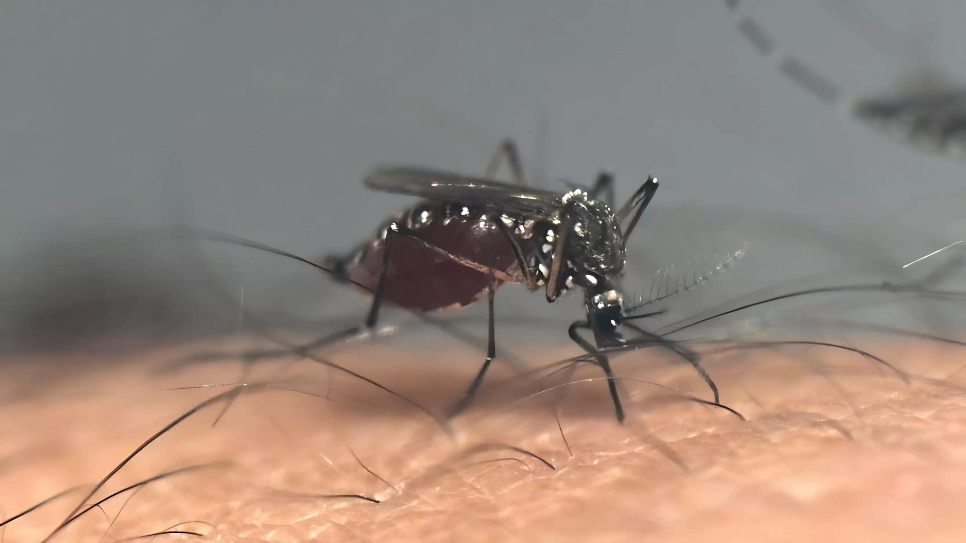 Жёлтолихорадочный комар Aedes aegypti успешно адаптируется к новым климатическим условиям