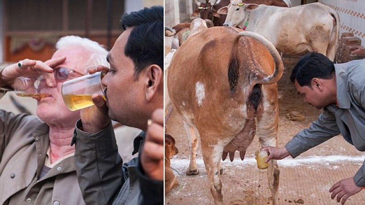 Моча коровы от всех болезней… Индия тоже страдает от «традиционных» ценностей