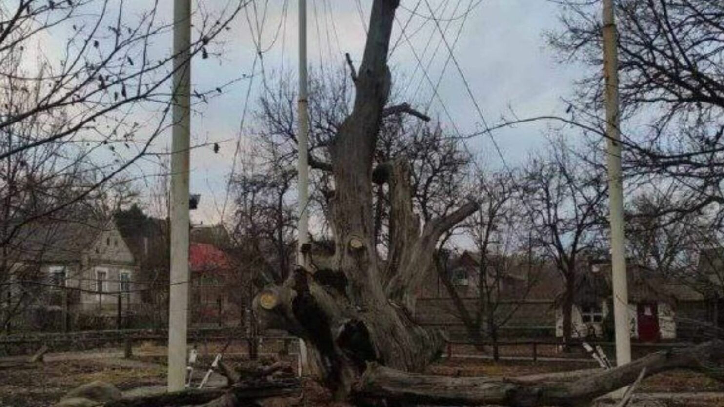 В Запорожье рухнул легендарный 700-летний дуб