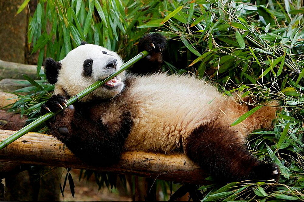 Юрий Жуковский: «Панда ест не доллары, а бамбук...»