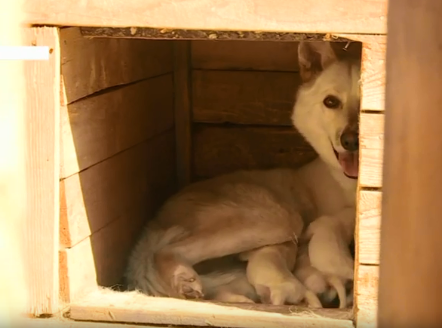 Клонированная якутская лайка родила семерых щенят