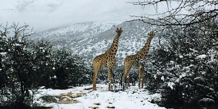 Жирафы в снегу: Южную Африку атаковала зима