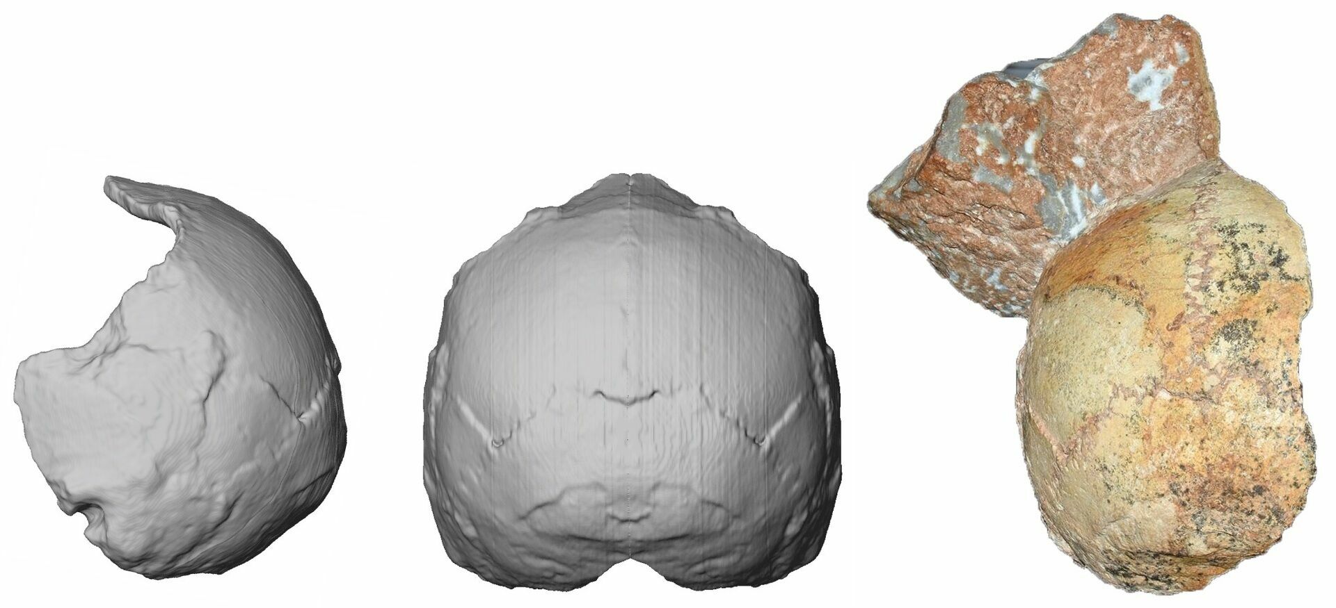 Фрагмент самого древнего человеческого черепа, найденного на территории Евразии (справа), и его виртуальная реконструкция (в центре и слева).